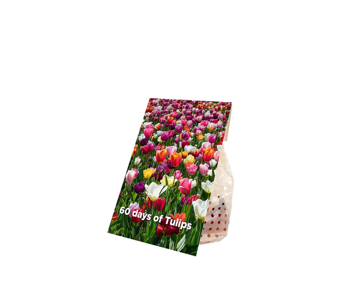 Bloomique Blumenzwiebeln Mischung aus 20- bis 60-tägigen Tulpen - Tulpenzwiebeln - Farbmischung, (20-St) Bild 5