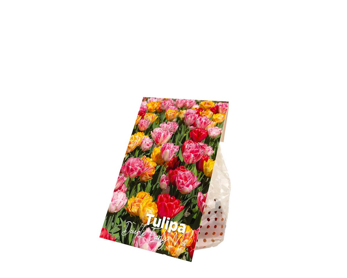 Bloomique Blumenzwiebeln 20er-Mix - Tulipa Double Mix - gefüllte Blumen - Tulpenzwiebeln - Farb, (20-St) Bild 2