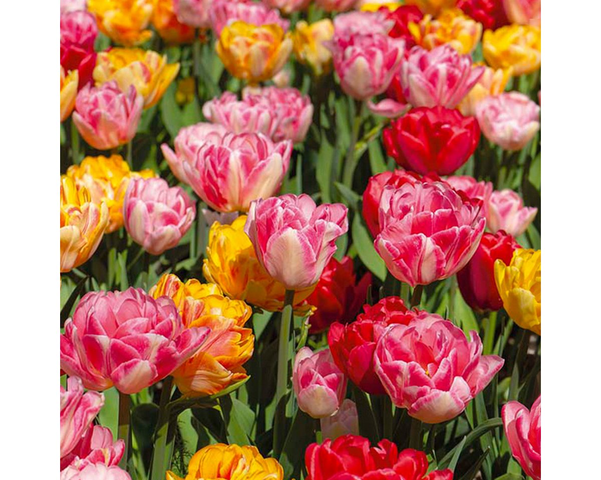 Bloomique Blumenzwiebeln 20er-Mix - Tulipa Double Mix - gefüllte Blumen - Tulpenzwiebeln - Farb, (20-St) Bild 4