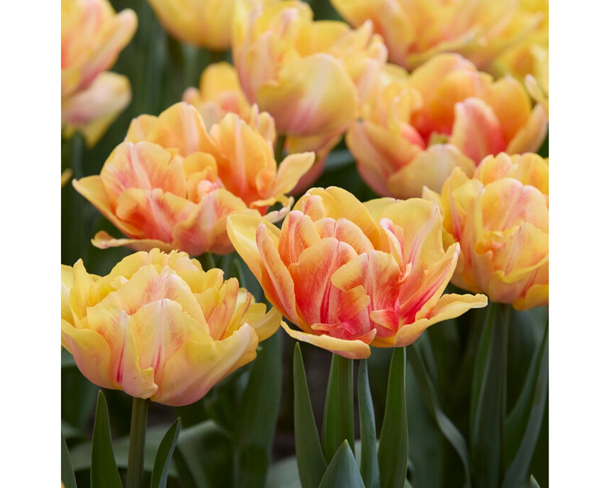 Bloomique Blumenzwiebeln 20er-Mix - Tulipa Double Mix - gefüllte Blumen - Tulpenzwiebeln - Farb, (20-St) Bild 5