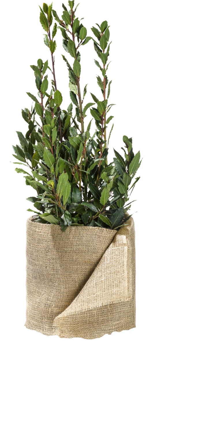 PARKSIDE® Kokosmatte / Jutegewebe / Jutefilz (Jutegewebe natur) Bild 3