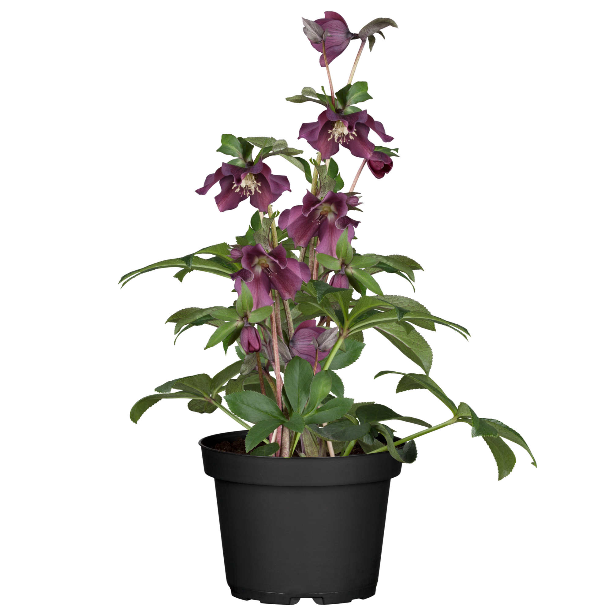 toom Christrose 'Orientalis' rot, 12 cm Topf