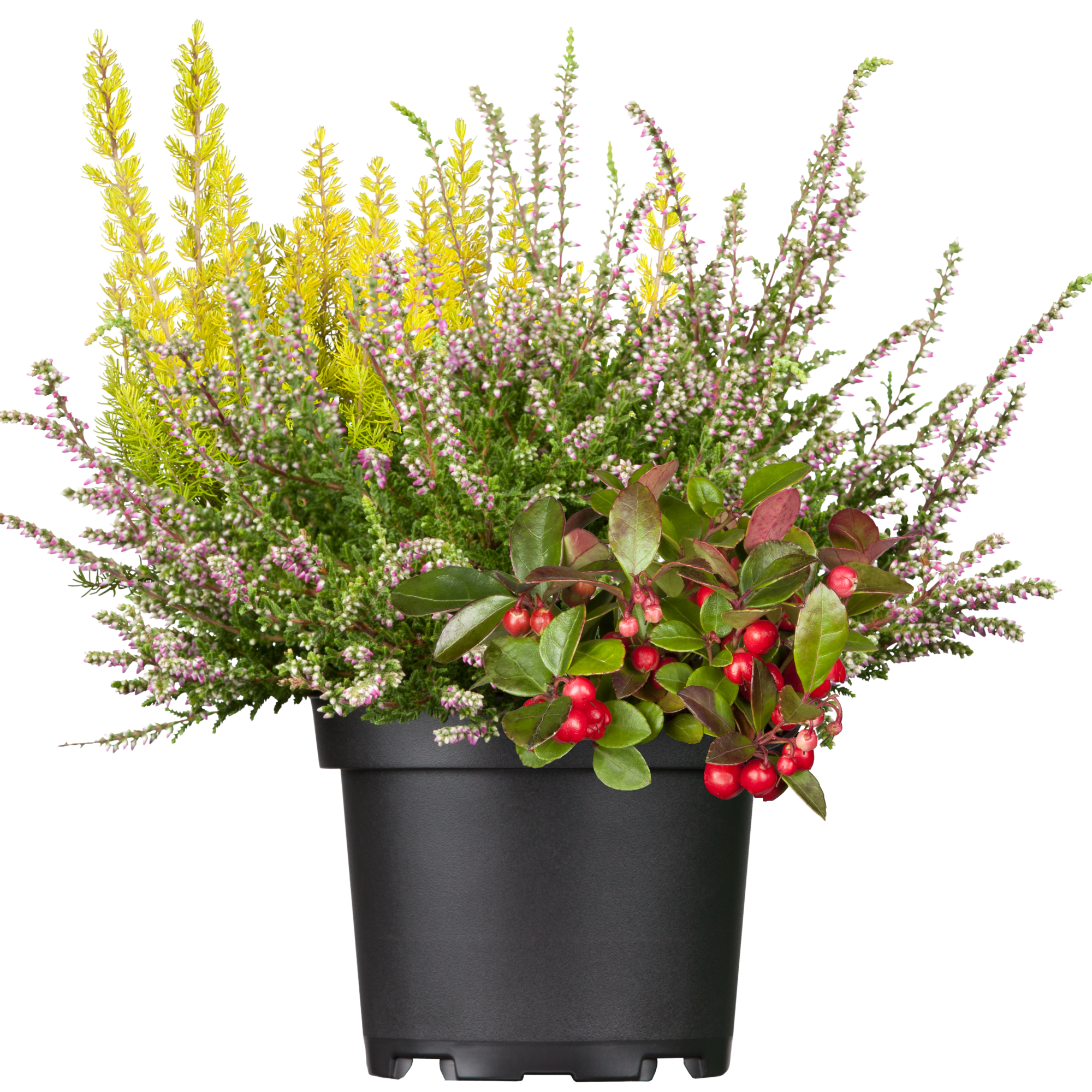 toom Mischbepflanzung 'Herbstmix' 17 cm Dekotopf