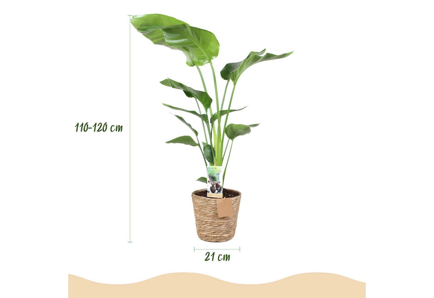 Florora Zimmerpflanze Strelitzia nicolai – Paradiesvogelblume – 120 cm Bild 3