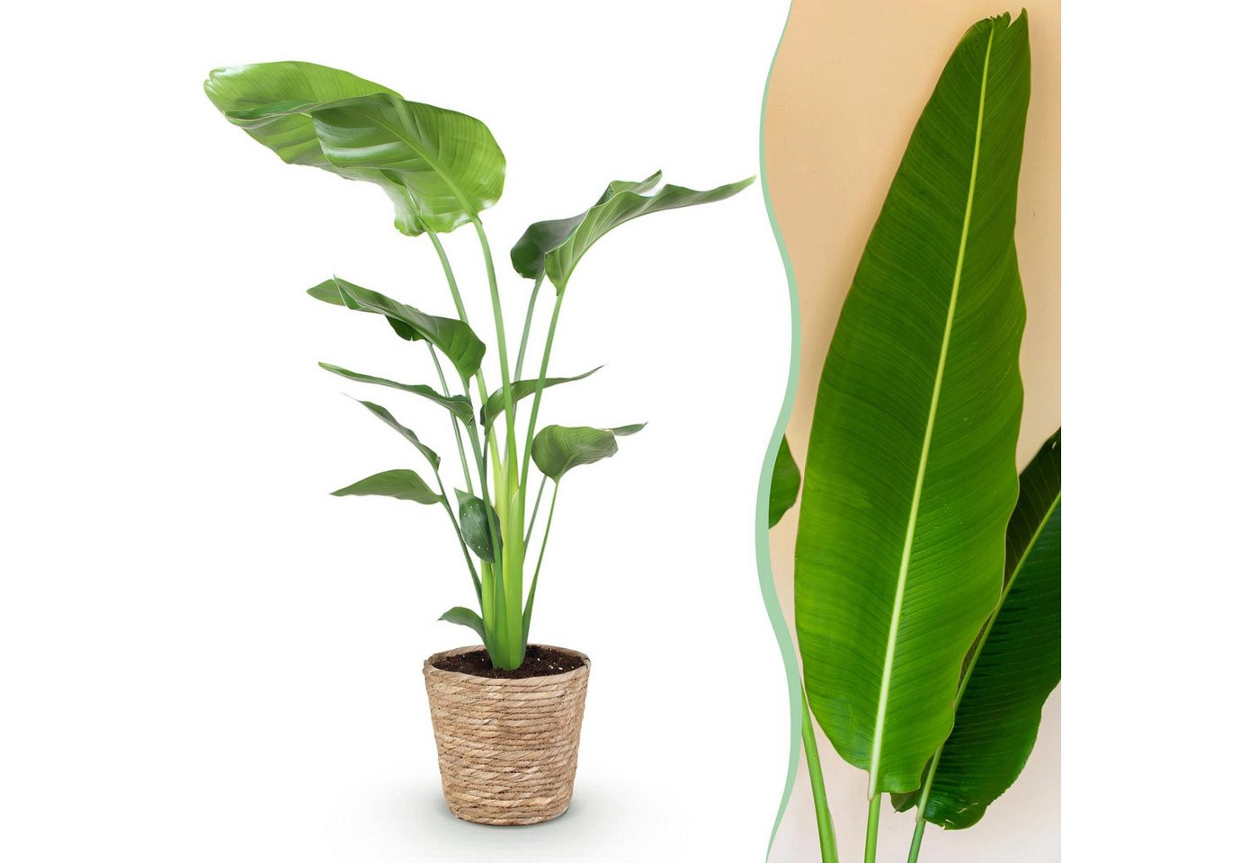 Florora Zimmerpflanze Strelitzia nicolai – Paradiesvogelblume – 120 cm Bild 5