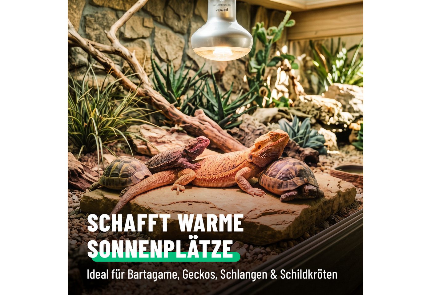 greate. Terrarienleuchte UVA Terrarium Lampe E27 50W - 4er Pack Reptilien Wärmelampe, warmweiß