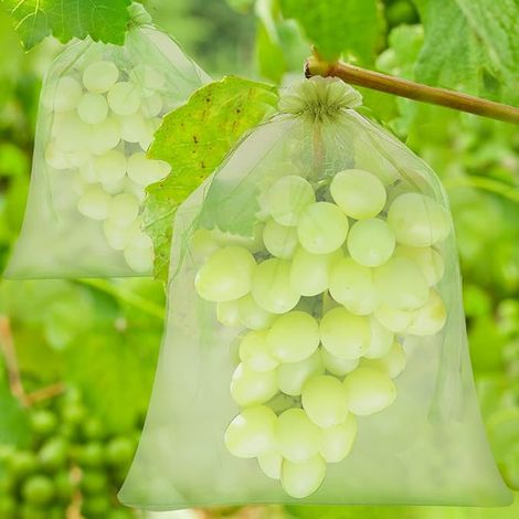 60 Obstschutzbeutel – 3 Größen – Organza Mit Kordelzug – Wespen-, Vogel- Und Insektensicher