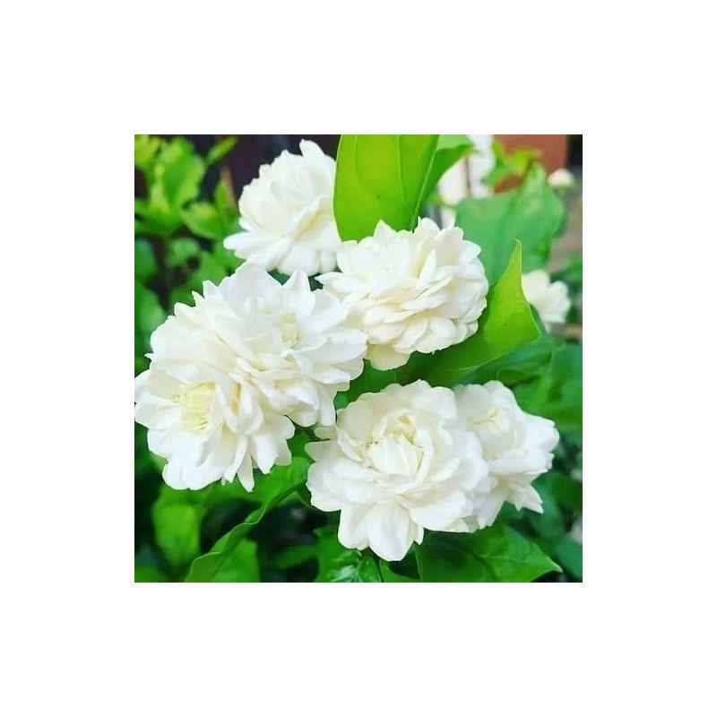 Jasmin – Duftende, Gefüllte Blüten – Über 1000 Samen – Anbau Im Garten Und Auf Dem Balkon