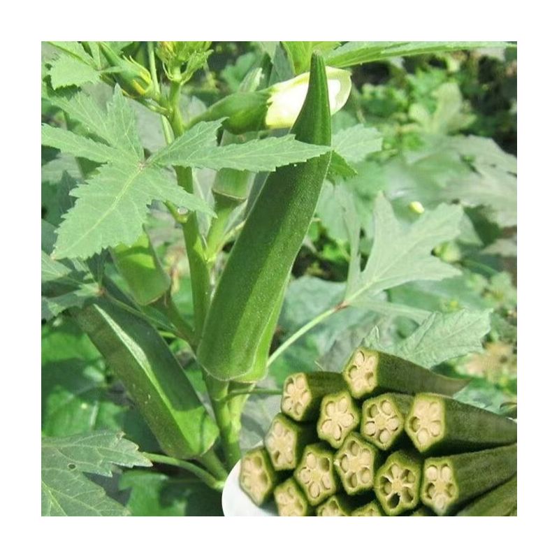 Okra – Einjähriges Gemüse – 35 Samen – Sommerernte