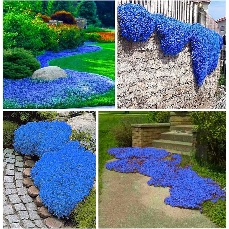10.000 Samen Kriechender Blauer Thymian – Aromatische, Honigproduzierende Bodendeckerpflanze – Ideal Für Höfe, Gärten Und Naturnahe Landschaftsgestaltung