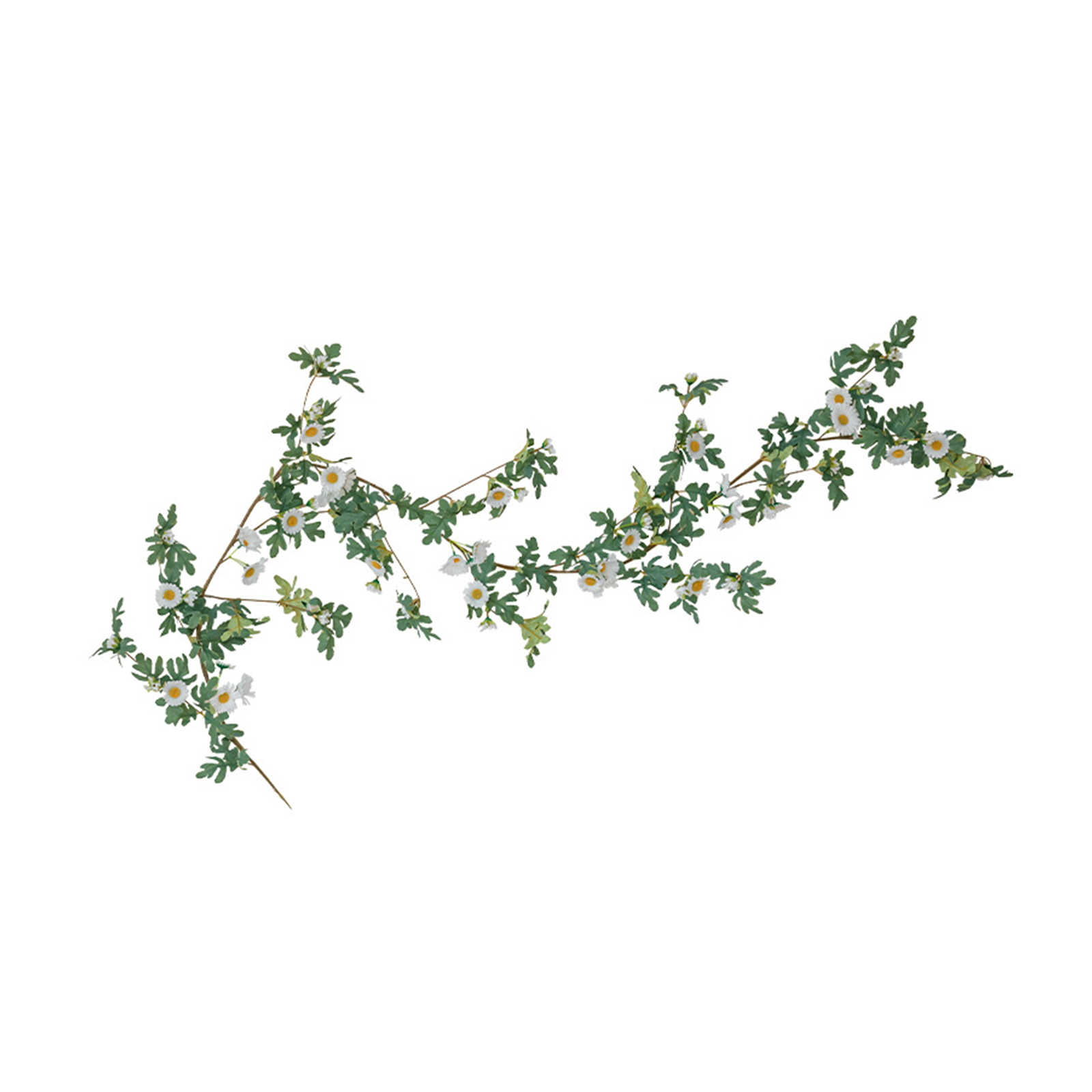 Girlanden Aus Frischen Und Eleganten Gänseblümchen Schmücken Die Wände [weiße Gänseblümchengirlanden]