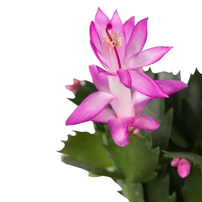 Piardino Weihnachtskaktus (Schlumbergera bridgesii, Topfgröße: 5,5 cm, Sortenabhängig)