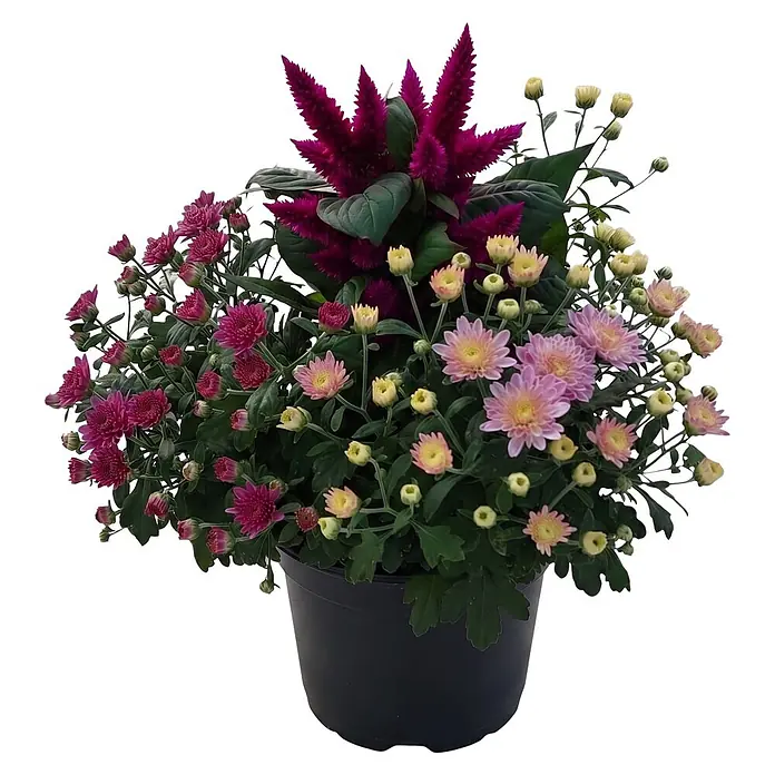 Piardino Pflanzen-Mix Herbst Flowers (Topfgröße: 19 cm)