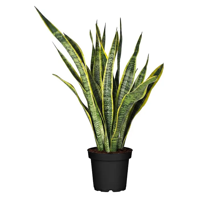 Piardino Bogenhanf (Sansevieria trifasciata, Topfgröße: 21 cm, Gelb-Grün)