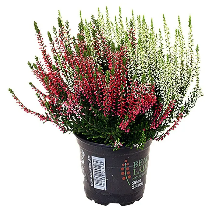 Piardino Besenheide Beauty Sisters 2 farbig (Calluna vulgaris, 11 cm)