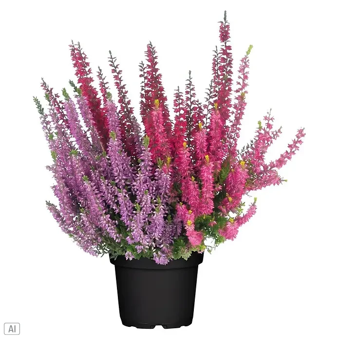 Piardino Besenheide Trio (Calluna vulgaris Trio, Topfgröße: 11 cm, Dreifarbig)