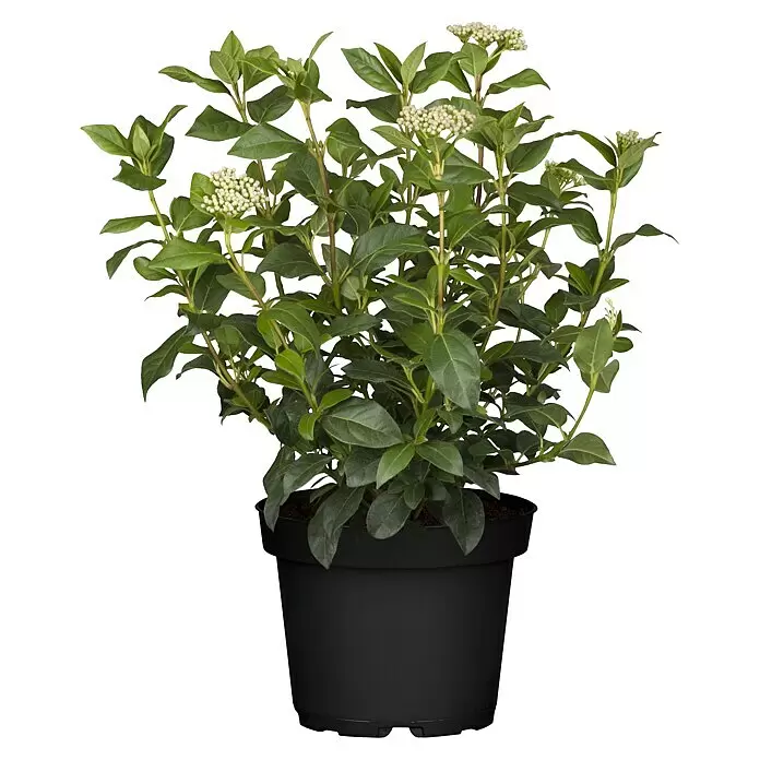 Piardino Gemeiner Schneeball Mittelmeer-Schneeball knospig (Viburnum tinus, Topfgröße: 26 cm)