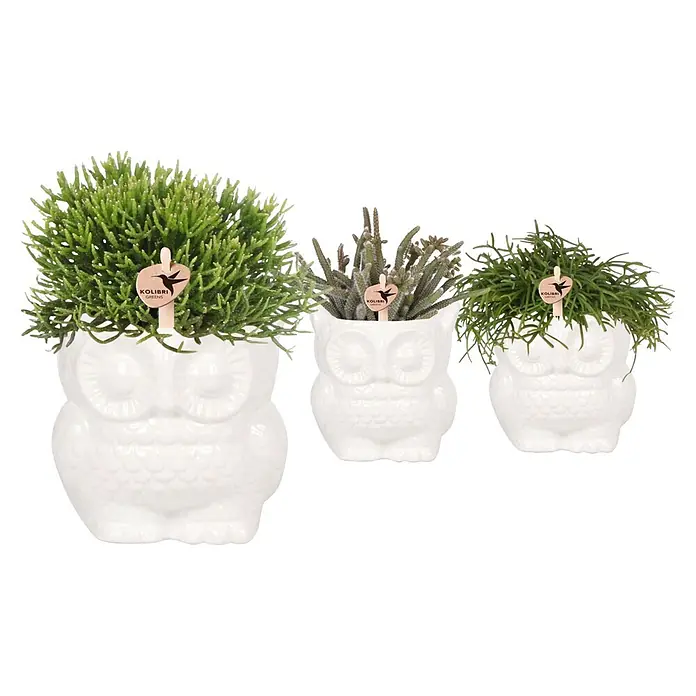 Piardino Sukkulenten in Eulenkeramik (Succulent Hybride, Topfgröße: 9 cm)