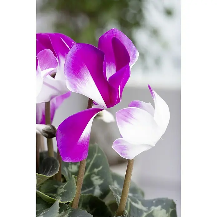 Piardino Zimmer-Alpenveilchen (Cyclamen persicum 'Indiaka'®, Topfgröße: 12 cm, Zweifarbig)