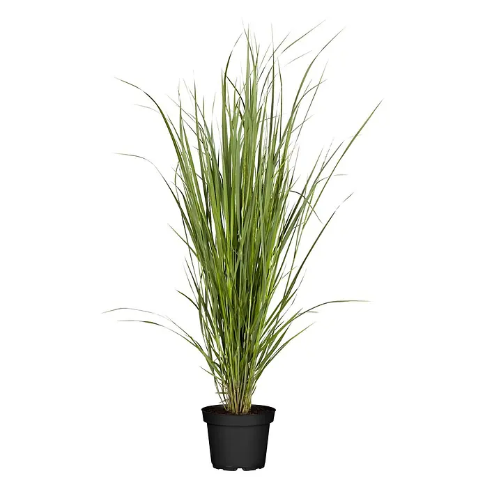 Piardino Ziergras Ruten-Hirse (Panicum virgatum 'Northwind', Topfgröße: 10 cm)