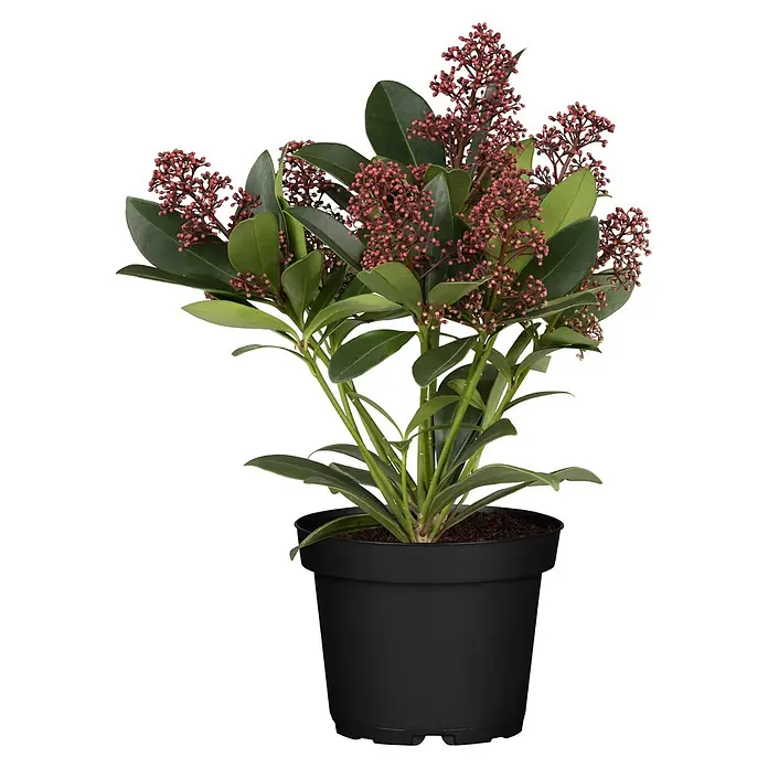 Japanische Blütenskimmie ab 5 Blüten (Skimmia japonica 'Rubella', Rot)