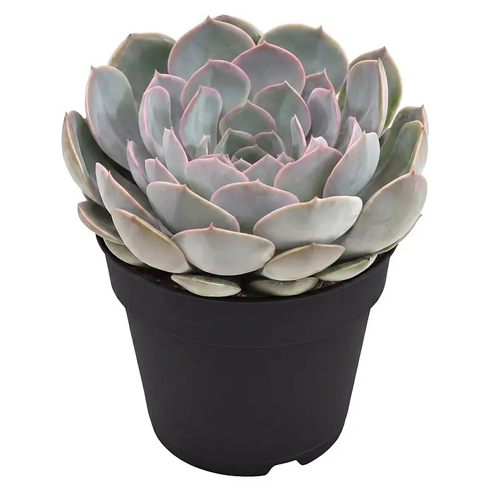 Piardino Echeverie (Echeveria agavoides 'Grande Cinza', Topfgröße: 12 cm, Silbergrau mit rötlich-pinken Spitzen)