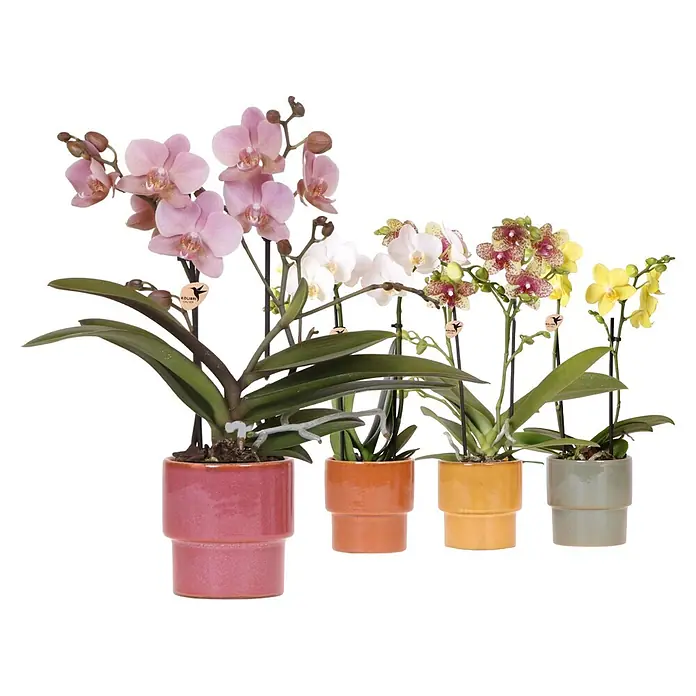 Orchidee in Timeless Keramik (Phalaenopsis, Topfgröße: 9 cm)
