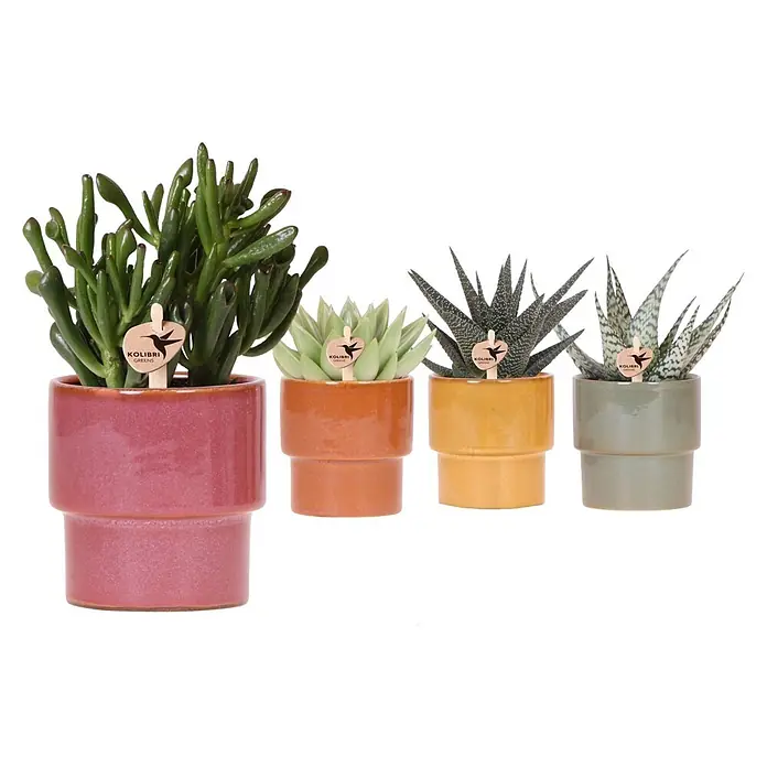 Sukkulenten in Timeless Keramik (Succulent Hybride, Topfgröße: 9 cm)