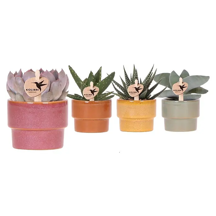 Sukkulenten in Timeless Keramik (Succulent Hybride, Topfgröße: 6 cm)