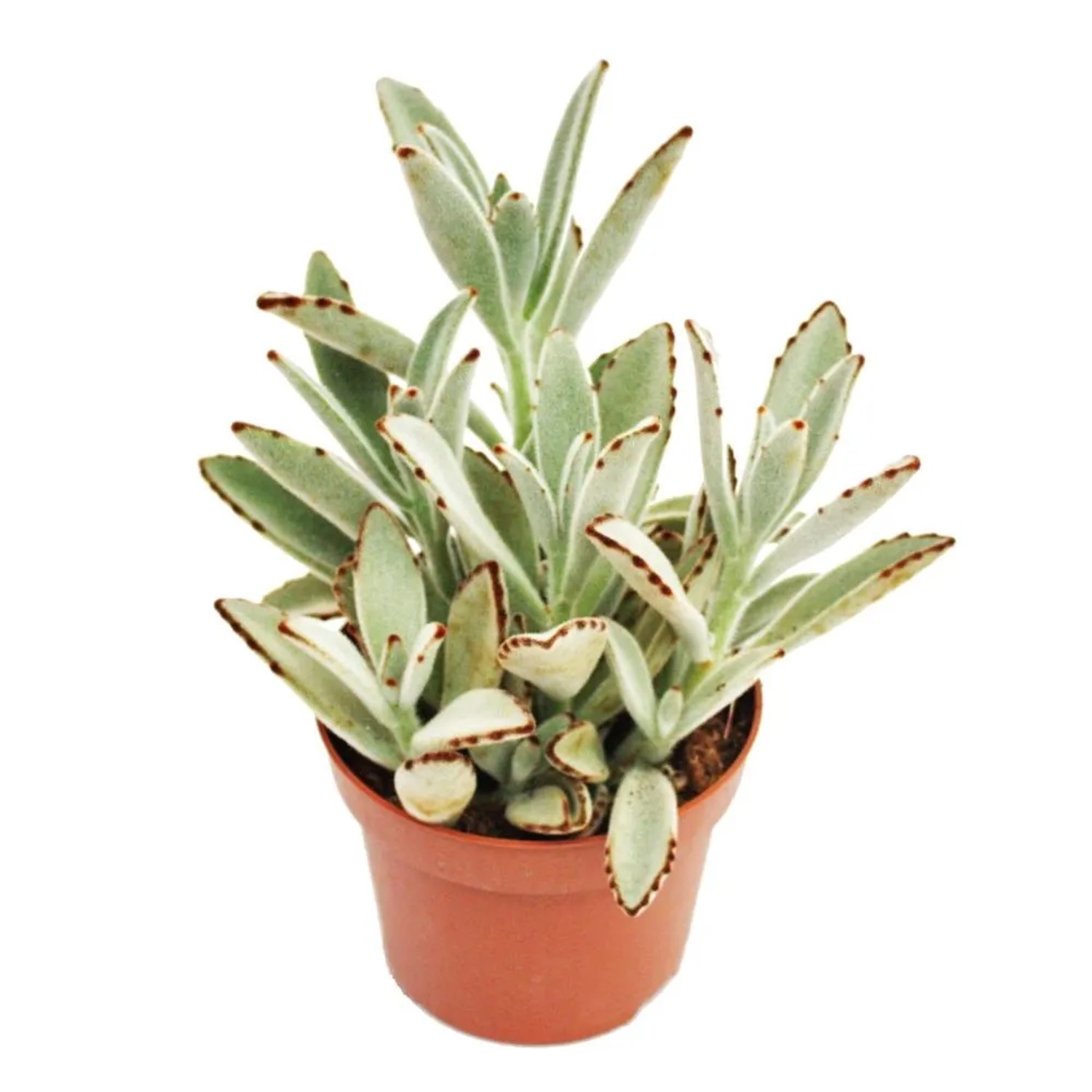 Exotenherz Kalanchoe Tomentosa Hasenöhrchen im 8,5cm Topf