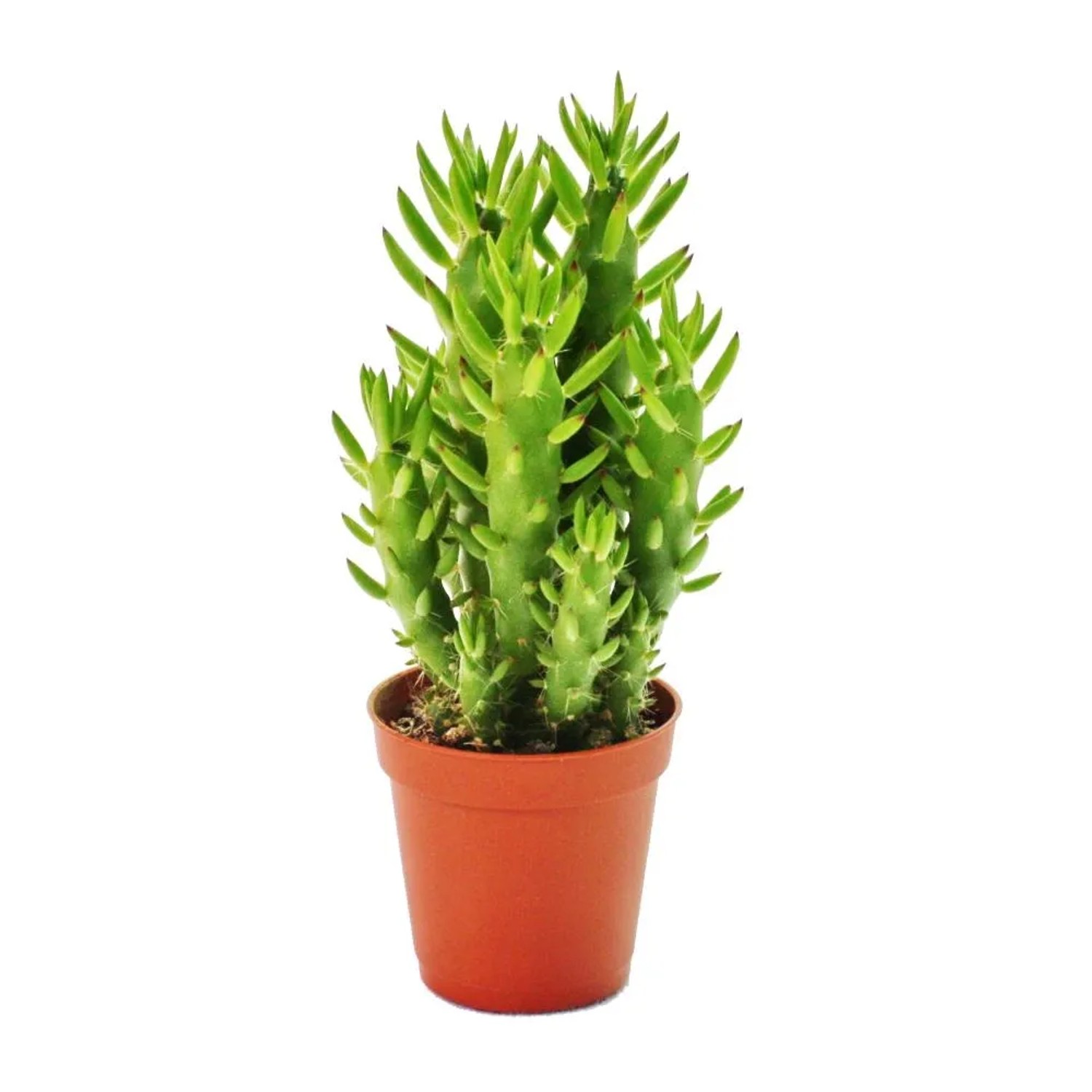 Exotenherz Austrocylindropuntia Subulata im 8,5cm Topf