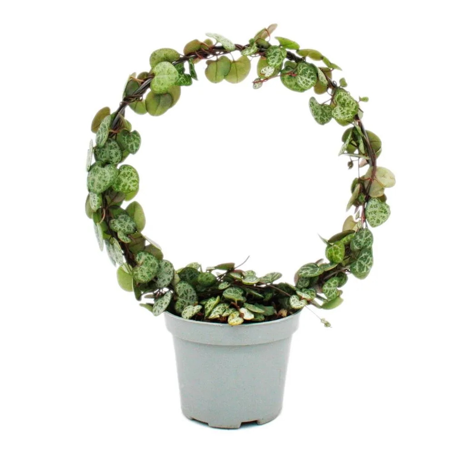 Exotenherz Leuchterblume am Rundbogen Ceropegia Woodii String Of Hearts 9cm Topf