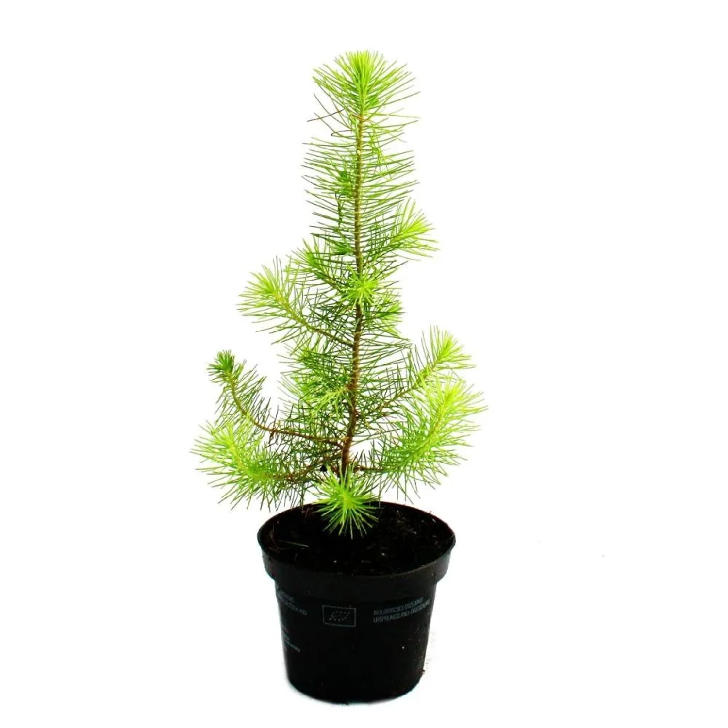 Exotenherz Der Kleinste Weihnachtsbaum Der Welt Mittelmeerkiefer Pinus Pinea Zimmerkiefer 12cm Topf