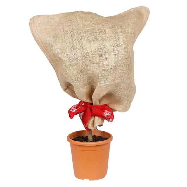 Grüner Jan - Jutesack Natur Pflanzen-schutzsack Winterschutz Pflanzenschutz Frostschutz 57x78