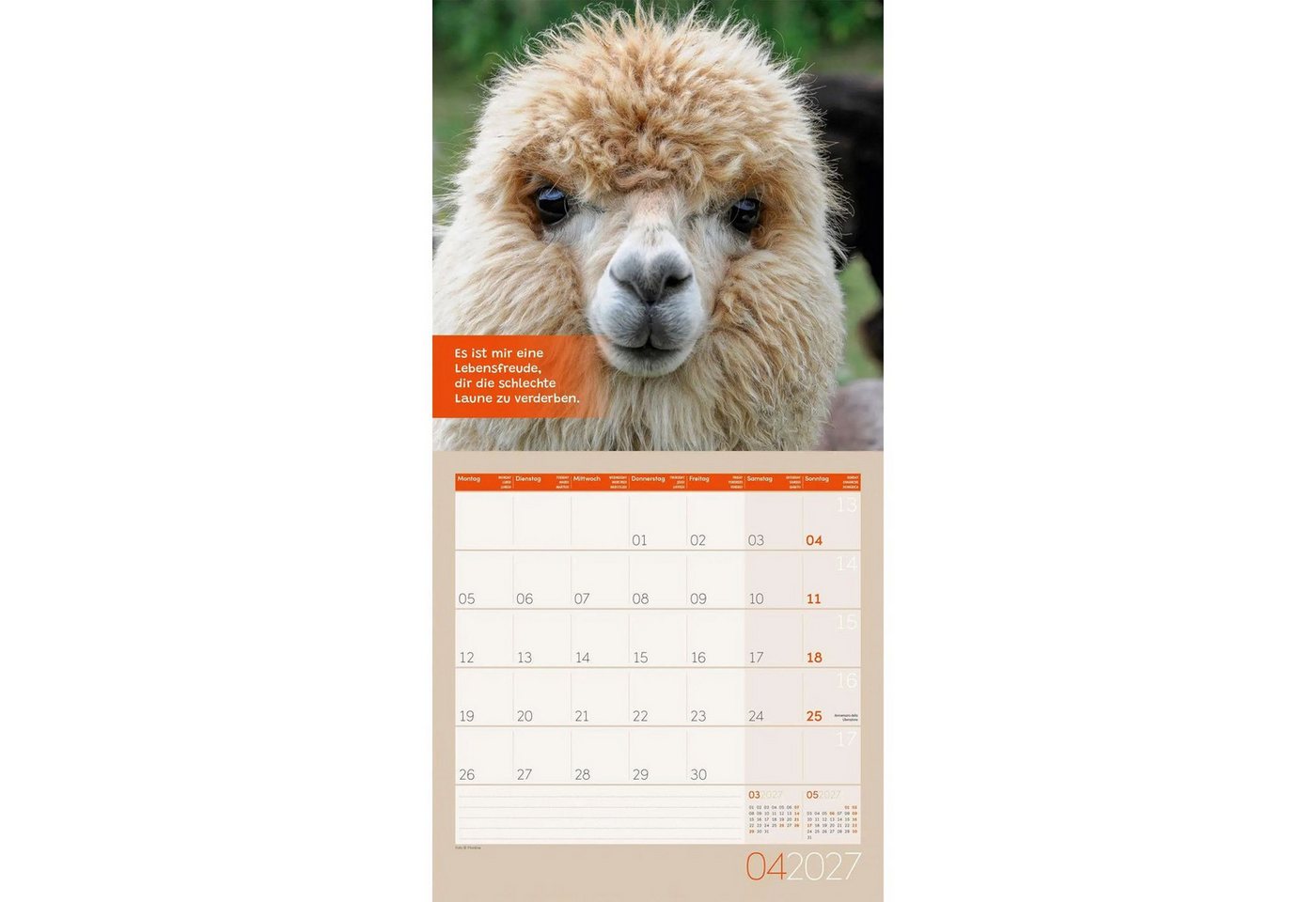 Ackermann Wandkalender No Drama, Lama Kalender 2027 - 30x30 - Art12 Bild 5