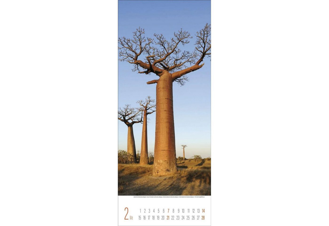 Korsch Verlag Wandkalender Bäume 2027 Bild 3