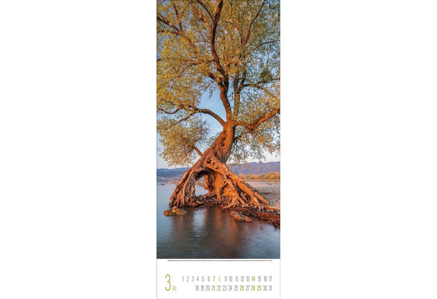 Korsch Verlag Wandkalender Bäume 2027 Bild 4