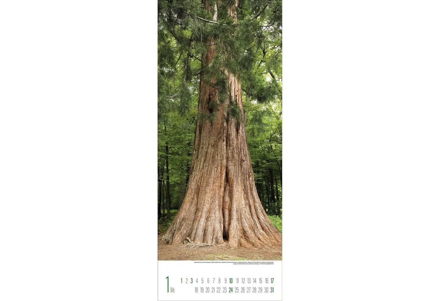 Korsch Verlag Wandkalender Bäume 2027 Bild 5
