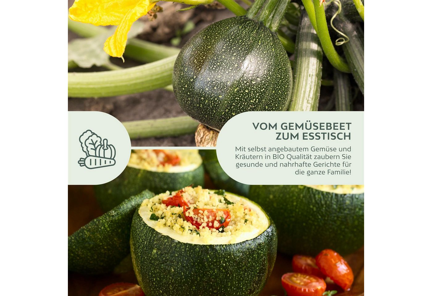 Growgreens Gemüsesamen BIO Zucchini Samen Rund (Tondo di Nizza) - Zucchini Saatgut (5 Korn), Zucchini