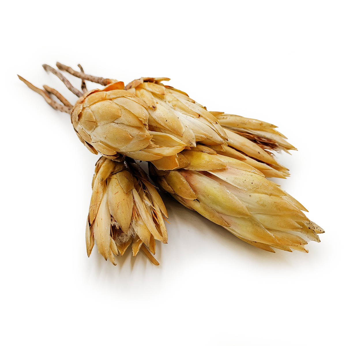 Getrocknete Protea (protea Repens) - Creme, 5 Stück