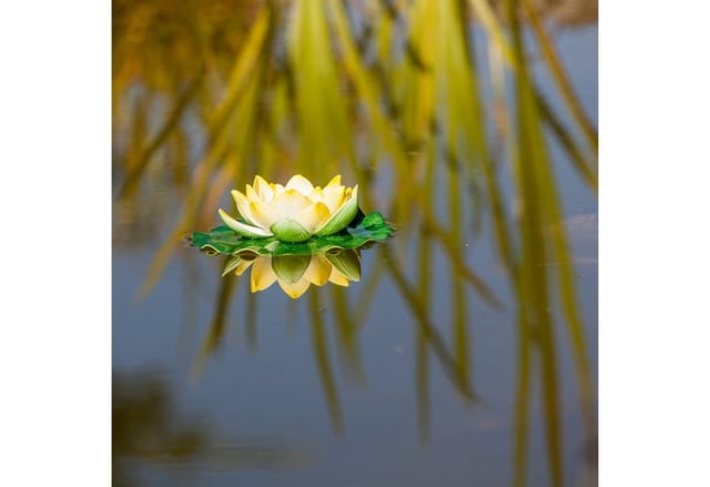 Seerose Gelb Klein - Heissner