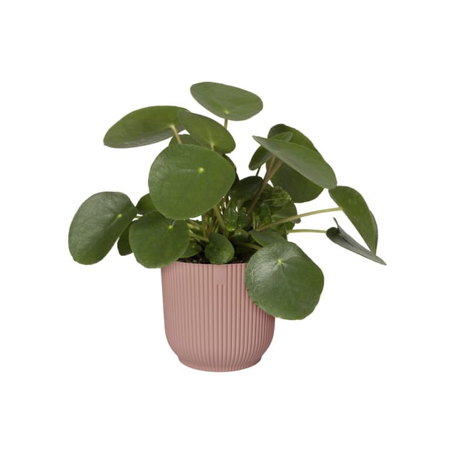 Elho Vibes Blumentopf Modernes Design Rosé 25 Cm
