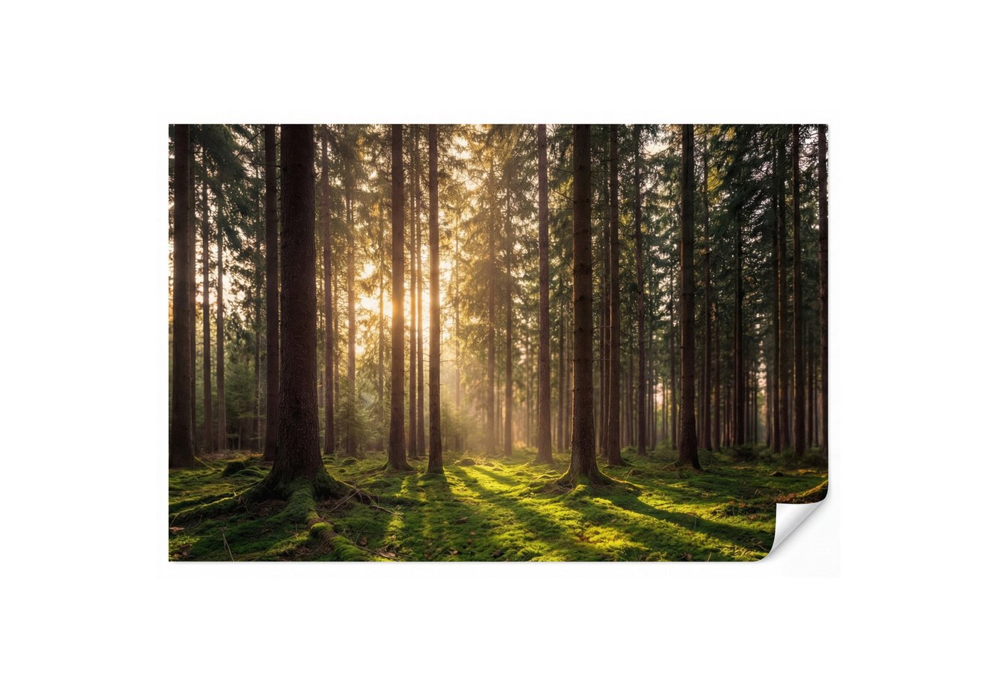 OnlyWow Fototapete Wald - Gras - Sonnenlicht, Matt, bedruckt, Wohnzimmer, Modern, Wanddekoration, Vliestapete 100x70cm Bild 2
