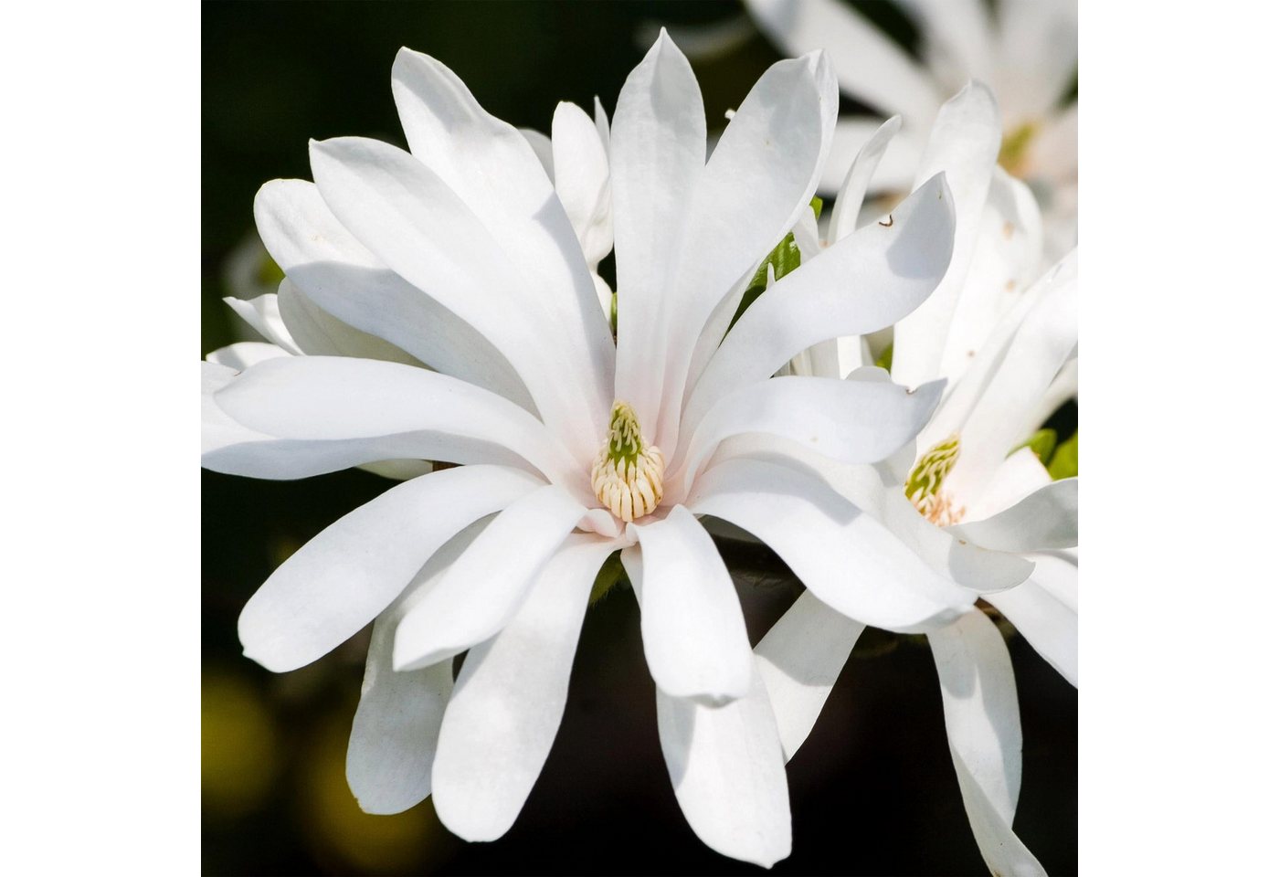 Florora Topfpflanze Magnolia – Magnolie – 90 cm – Topf 19 cm Bild 2