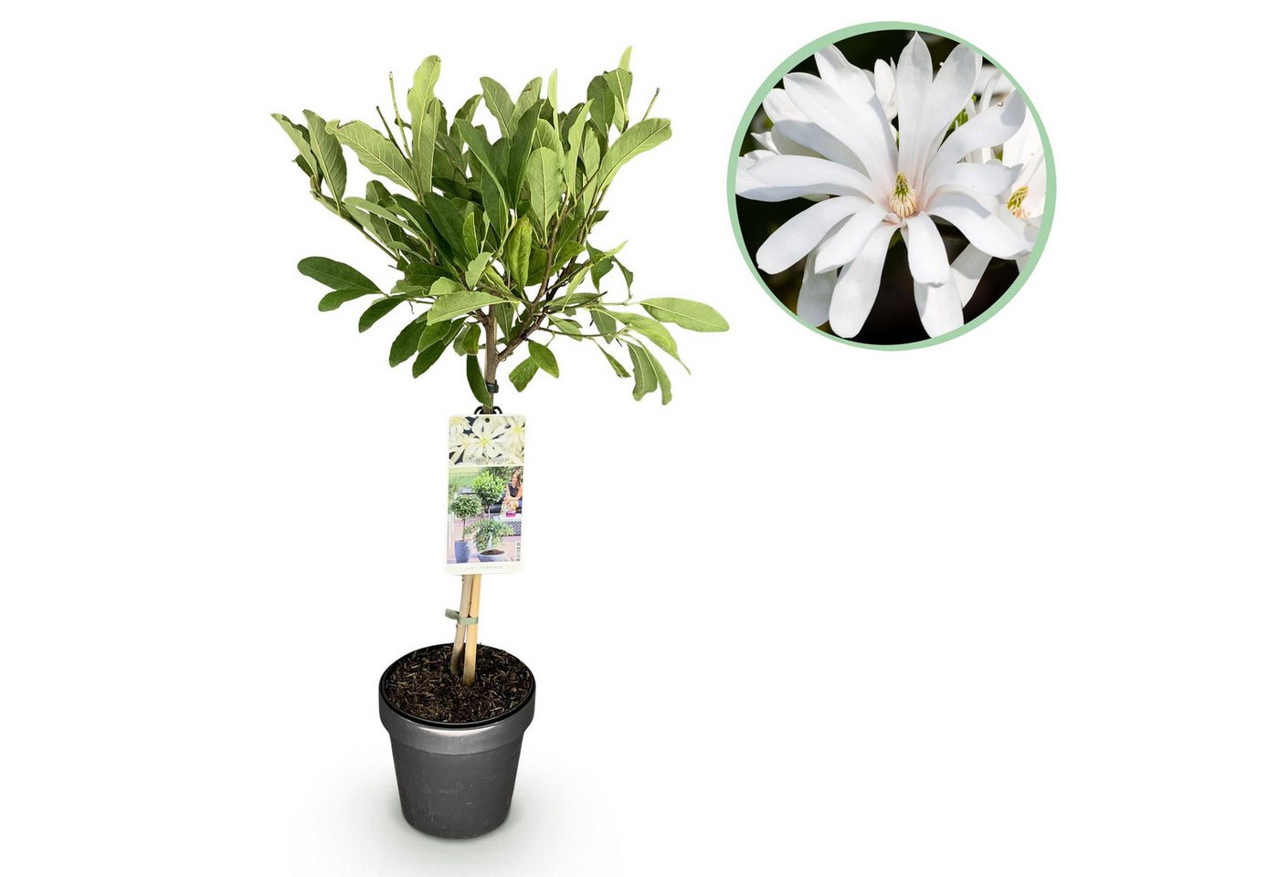 Florora Topfpflanze Magnolia – Magnolie – 90 cm – Topf 19 cm Bild 3