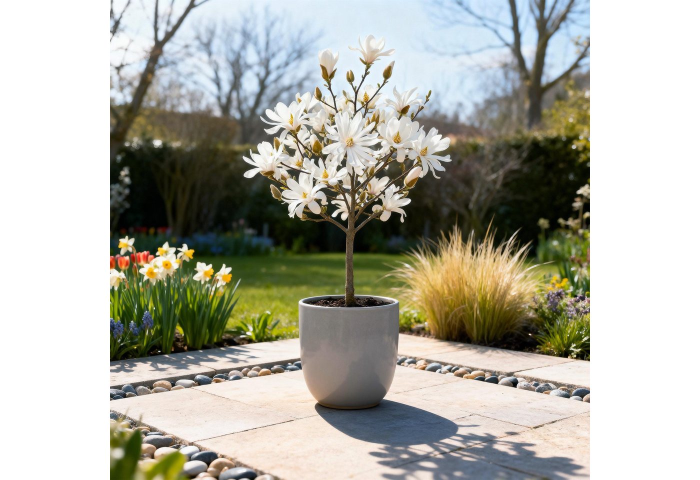 Florora Topfpflanze Magnolia – Magnolie – 90 cm – Topf 19 cm Bild 4