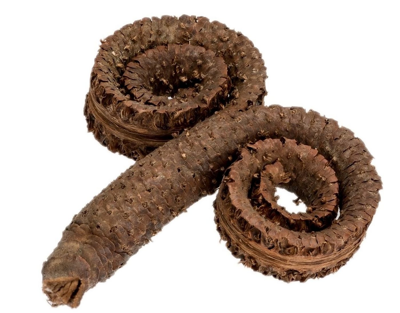NaDeco Bastelnaturmaterial Palm Ring, Natur, 10-12 cm Borassus flabellifer