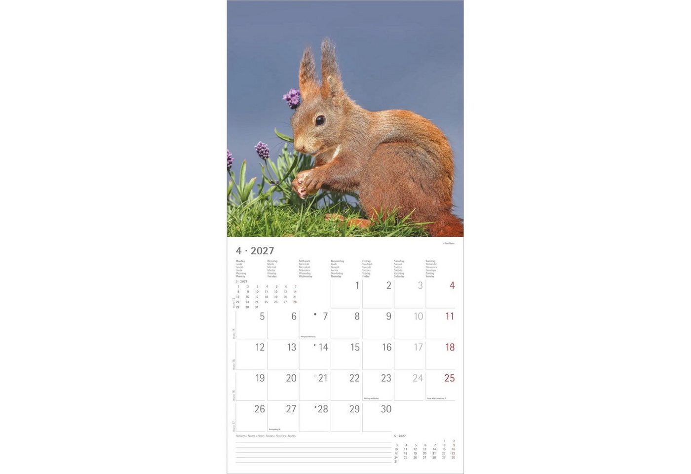 NEUMANN Wandkalender Eichhörnchen 2027