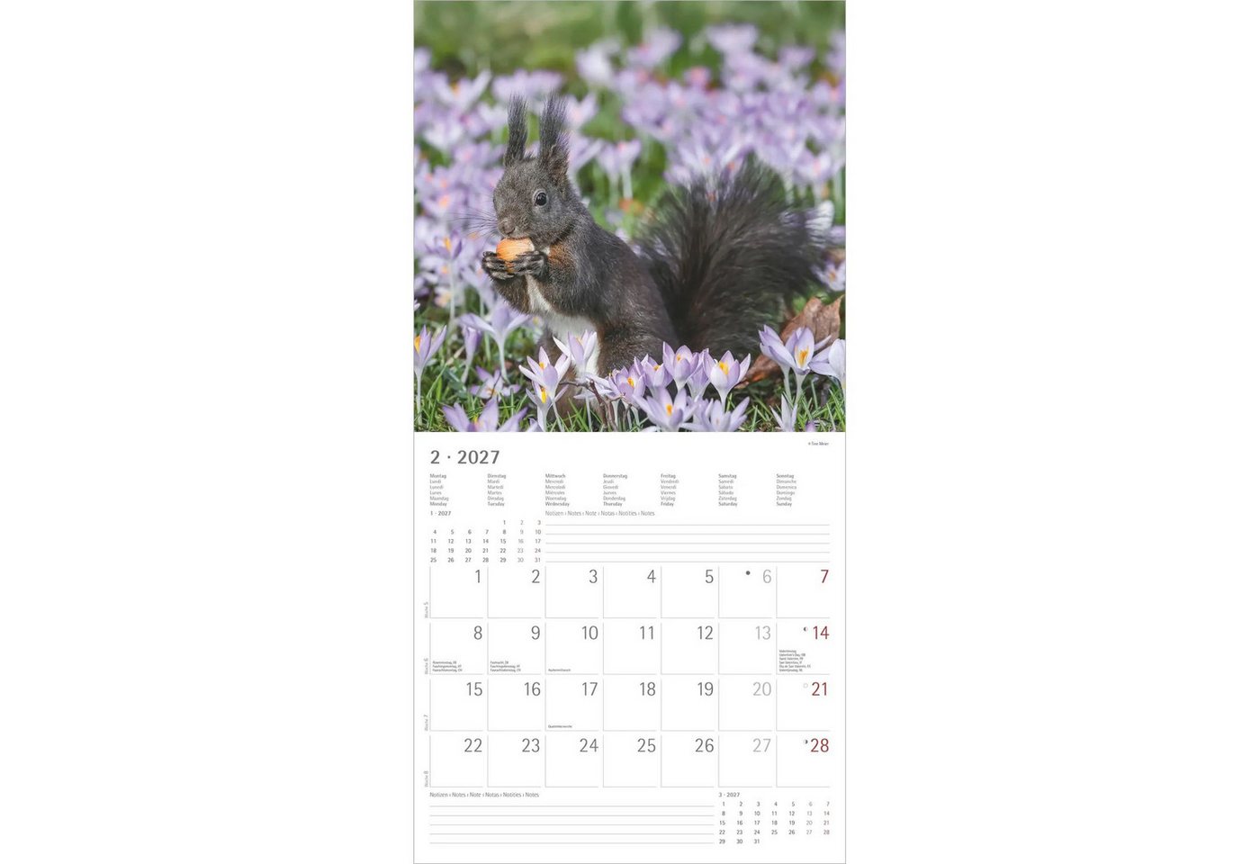 NEUMANN Wandkalender Eichhörnchen 2027 Bild 2