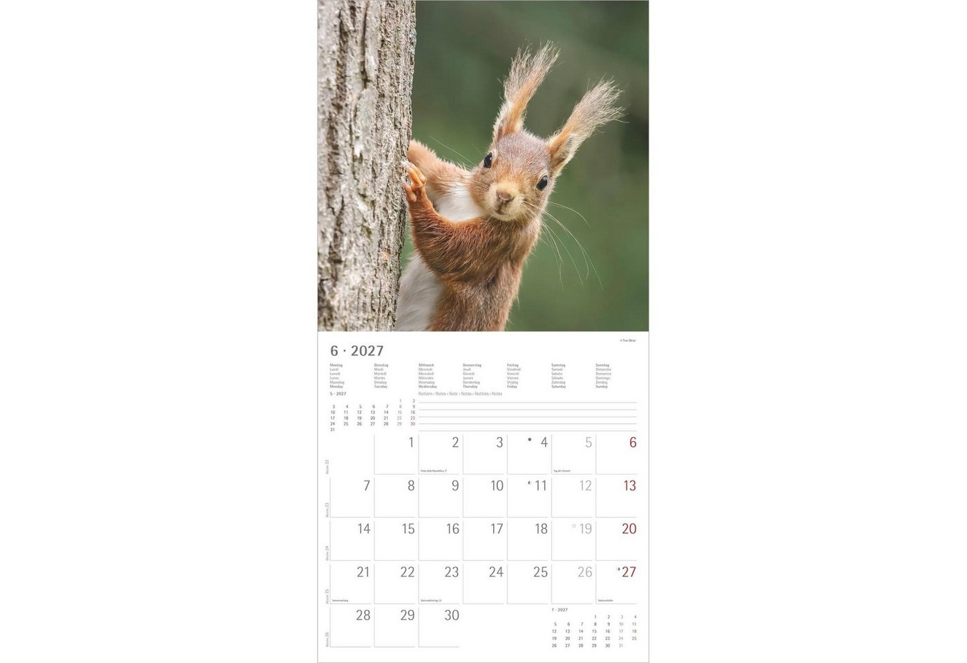 NEUMANN Wandkalender Eichhörnchen 2027 Bild 3